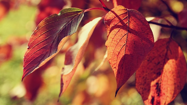 Lindas folhas de outono coloridas na árvore fundo e conceito de natureza colorida para a temporada de outono