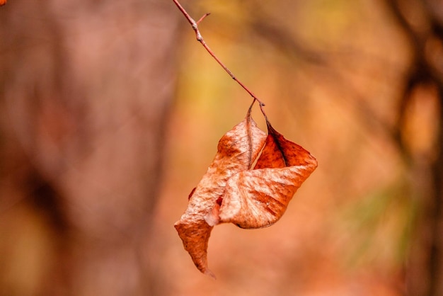 Lindas folhas de outono em um galho