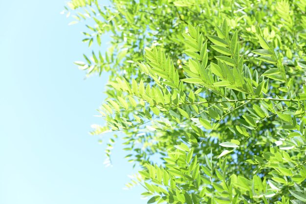 Lindas folhas de primavera na árvore ao ar livre