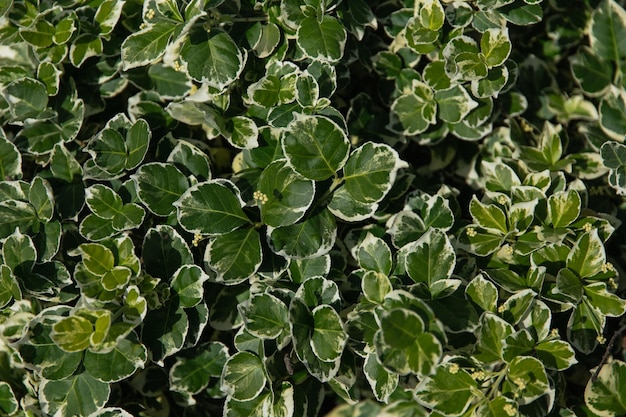 Lindas folhas verdes e brancas da vista superior da planta