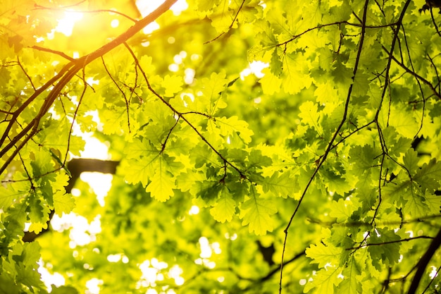 Lindas folhas verdes e sol brilhante, parede da natureza