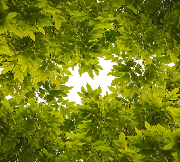 Lindas folhas verdes em fundo branco