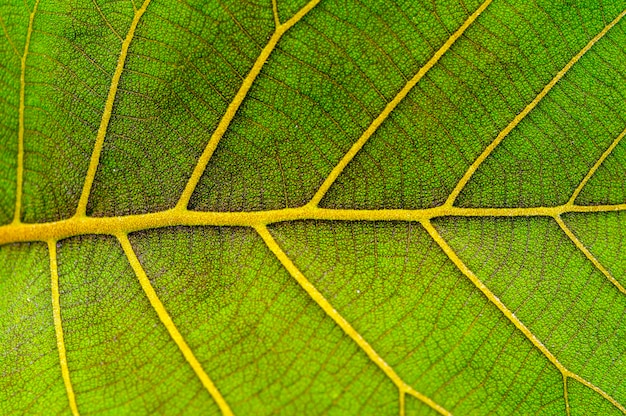 Lindas folhas verdes jovens textura da planta de teca