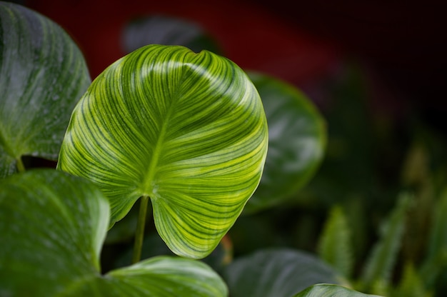 Lindas folhas verdes no jardim