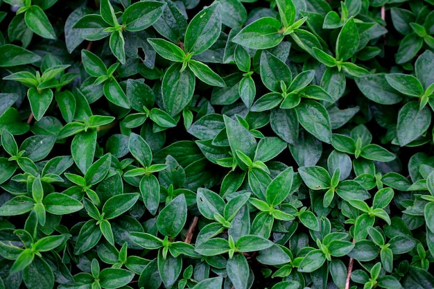 Lindas folhas verdes para fundo