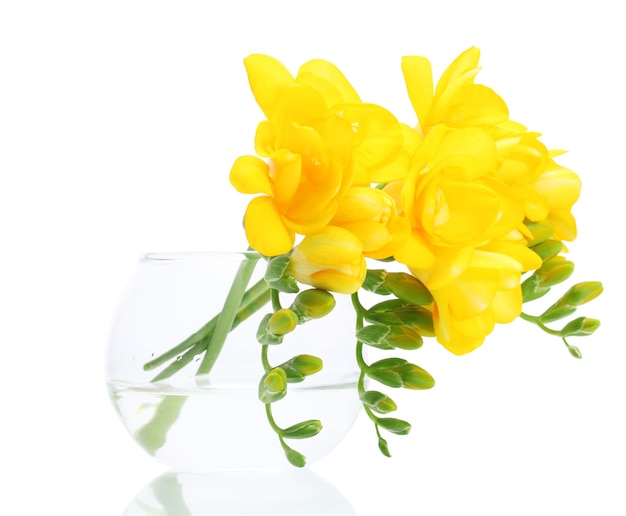 Lindas frésias amarelas em vaso isolado em branco