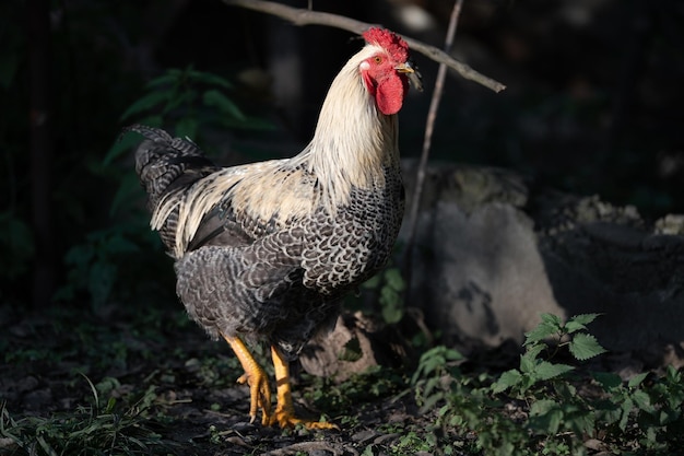 Lindas galinhas e galos ao ar livre no quintal