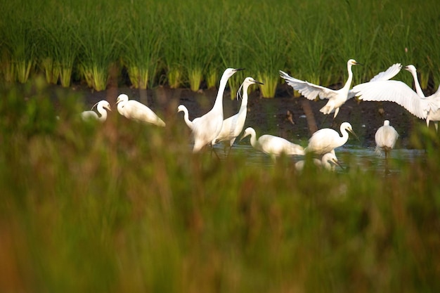 Foto lindas garças estão brincando nos campos de arroz