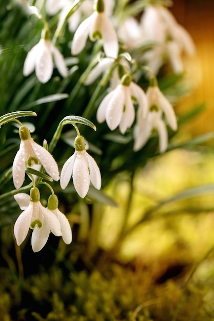 Lindas gotas de neve de flores de primavera na floresta