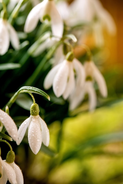 Lindas gotas de neve de flores de primavera na floresta