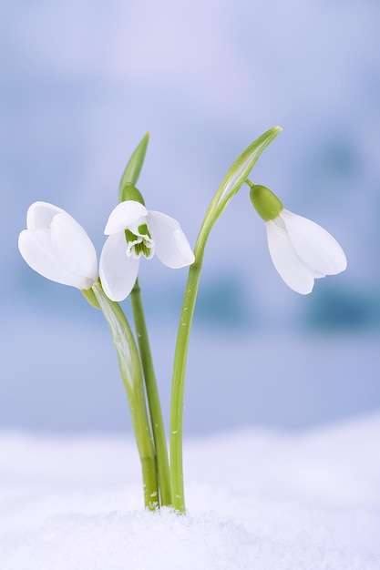 Lindas gotas de neve na neve no fundo do inverno da natureza