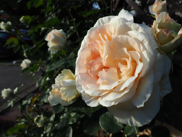 Lindas grandes rosas duplas no jardim no contexto de folhas verdes e uma treliça de madeira Decoração do jardim jardim e gramado Floricultura horticultura botânica e agricultura