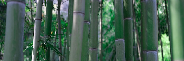 Lindas hastes de bambu verde na selva belo ambiente de selva tropical no japão ásia zen