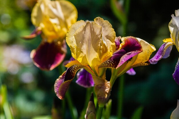 Lindas íris amarelas sob a luz do sol