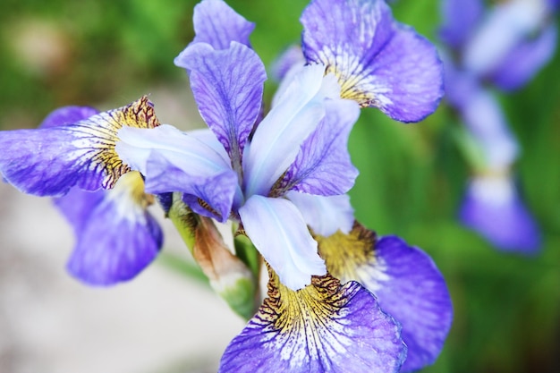 Lindas íris brilhantes