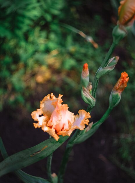 Lindas íris laranjas florescem em um canteiro de flores