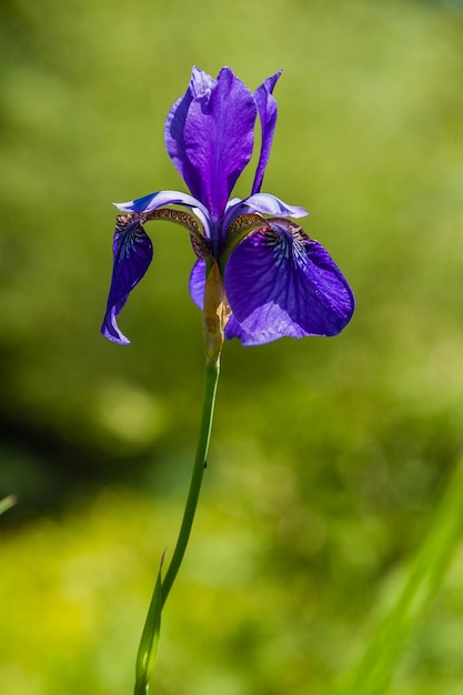 Lindas íris violetas sob a luz do sol