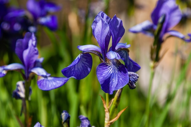 Lindas íris violetas sob a luz do sol