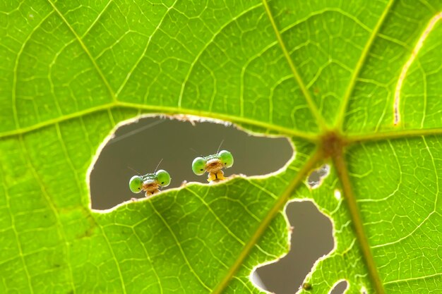 Lindas libelinhas no lugar da natureza