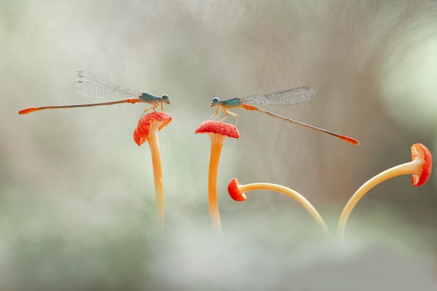 Lindas libelinhas no lugar da natureza