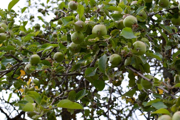 Lindas maçãs naturais verdes e não amadurecidas em um galho de uma macieira com folhas verdes