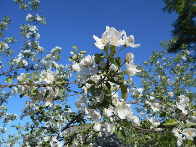 lindas macieiras de flores brancas brilhantes na temporada de floração do jardim ensolarado de verão