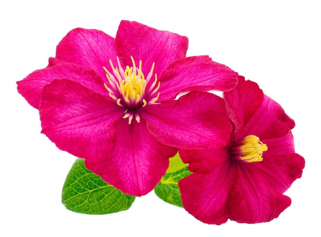 Lindas malva rosas