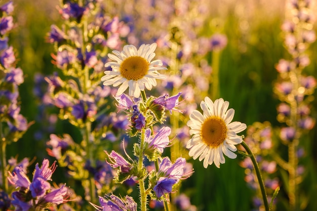 Lindas margaridas ao pôr do sol entre as flores silvestres azuis