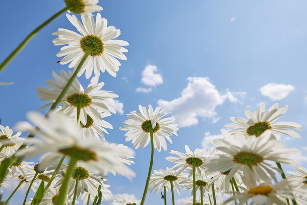 Lindas margaridas brancas delicadas contra o céu azul em um dia ensolarado e claro vista de baixo bom humor felicidade