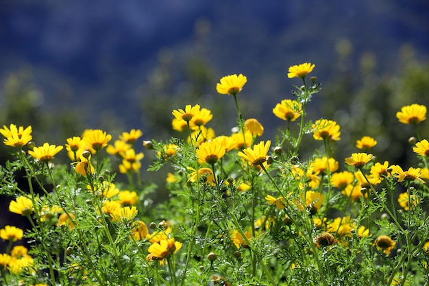 Lindas margaridas em um campo na grama verde na primavera