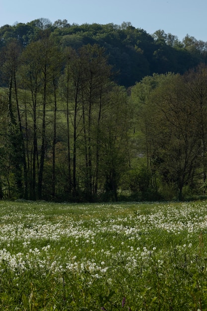 Foto lindas margaridas na natureza