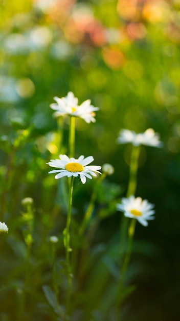 Lindas margaridas nos raios do sol de verão imagem com foco seletivo