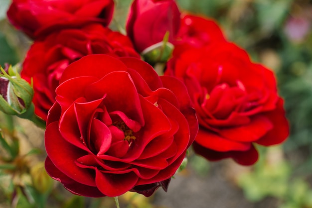 Lindas mini rosas vermelhas crescem no jardim no verão