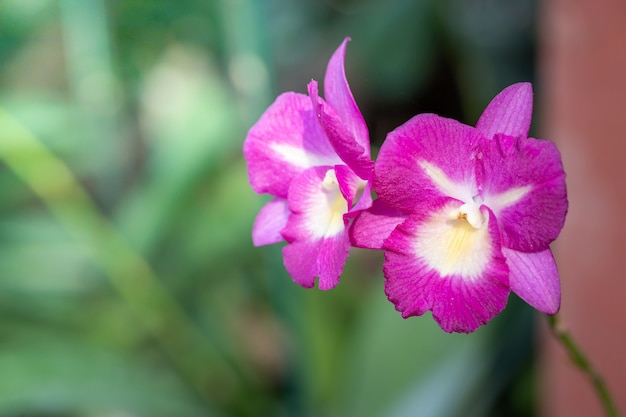 Lindas orquídeas florescendo na floresta