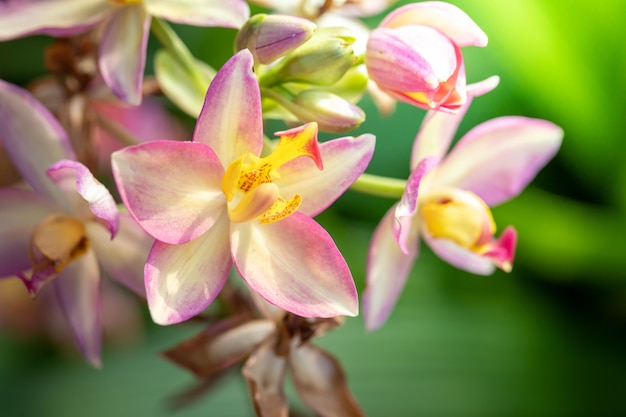 Lindas orquídeas florescendo na floresta