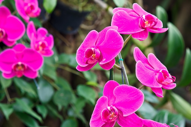 Lindas orquídeas no jardim