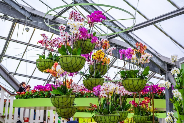 Lindas orquídeas no parque Keukenhof Lisse Holanda Holanda