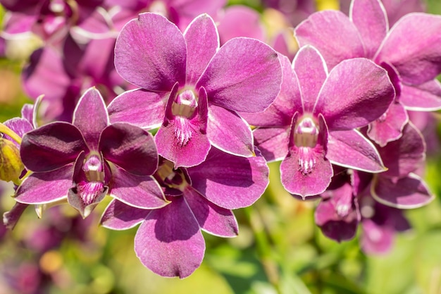 Lindas orquídeas roxas Dendrobium em plena floração na fazenda entre luz solar brilhante em bokeh verde e outras flores borrão pontos de foco seletivo de fundo