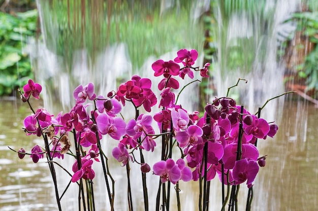 Lindas orquídeas vermelhas em um fundo de cachoeira