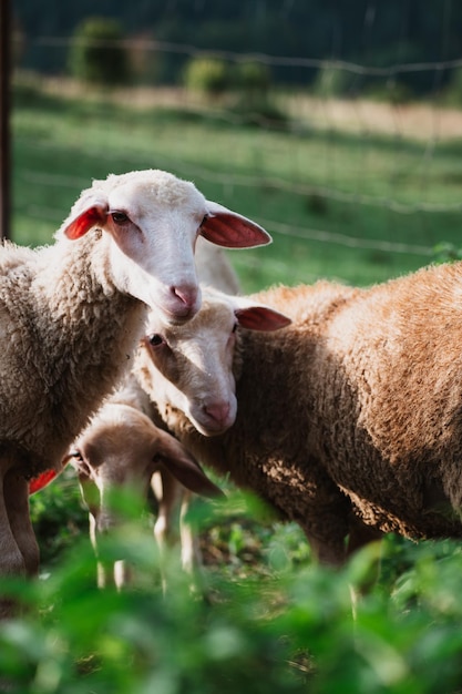 Lindas ovejas y corderos jóvenes en Eslovaquia en la granja, detalle de ovejas,