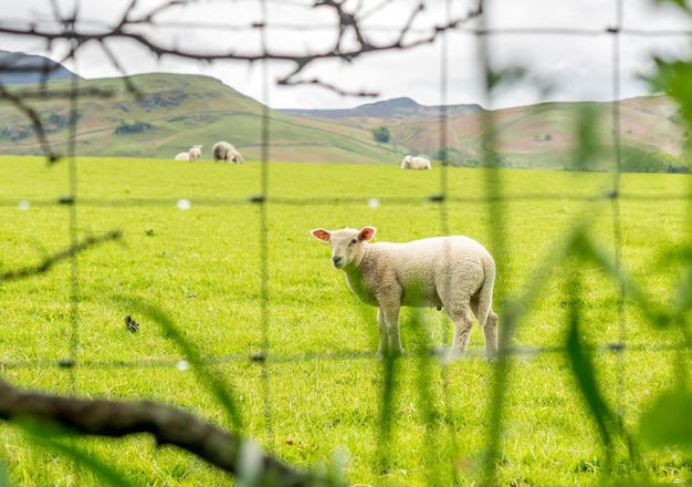 Lindas ovejas se paran en un campo verde detrás de un primer plano de alambre de púas borroso