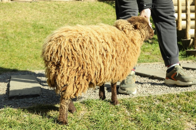 Lindas ovejas pequeñas en un día soleado en el parque