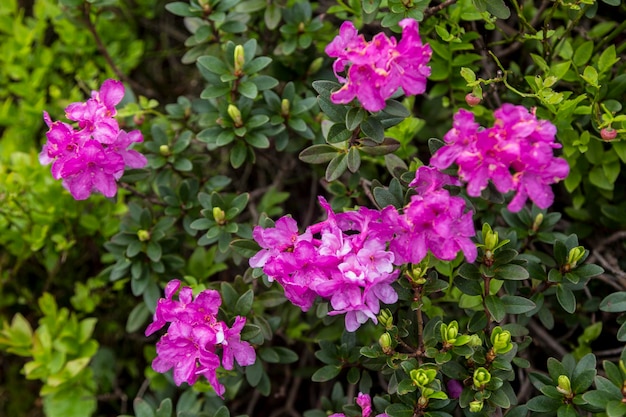 Lindas paisagens de verão nas montanhas dos Cárpatos muitas flores rododendros Cárpatos Marmaroshchyna Maramures Ucrânia