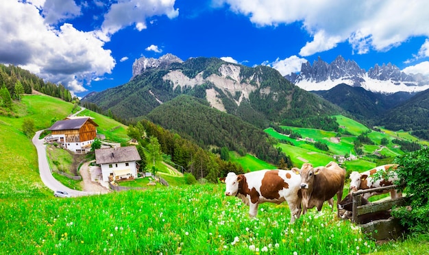 Lindas paisagens naturais de pastagens de vacas Dolomitas em campo verde e montanhas