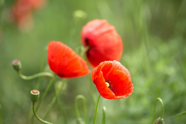 Lindas papoilas vermelhas em um campo de verão flores de ópio campo selvagem fundo floral de verão