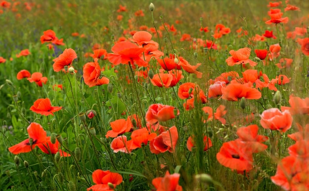 Lindas papoulas vermelhas em um campo de verão flores de ópio campo selvagem fundo de verão