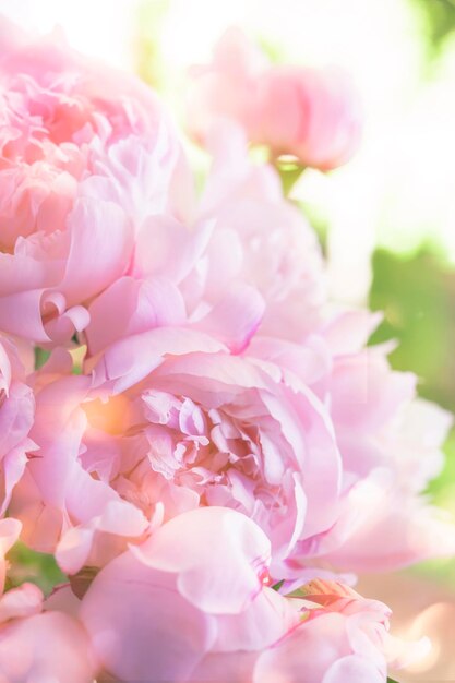 Lindas peônias cor-de-rosa delicadas em um fundo verde natural linda composição de primavera