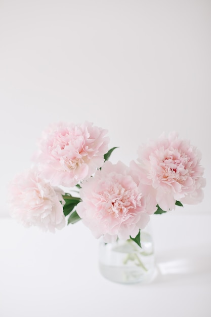 Lindas peônias rosa em um vaso de vidro com fundo branco