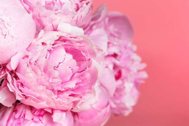 Lindas peônias rosa na superfície rosa. Conceito de flores da primavera.