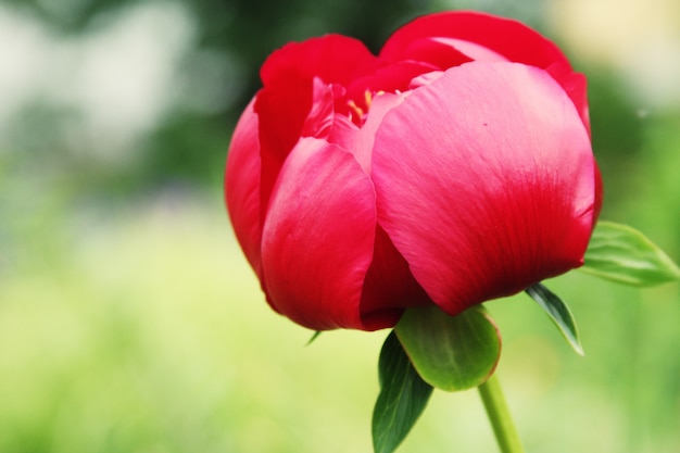 Lindas peônias rosa